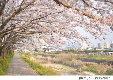 太宰府市 日常の桜の写真素材