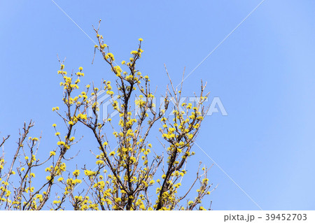 空 サンシュユ 花 39452703