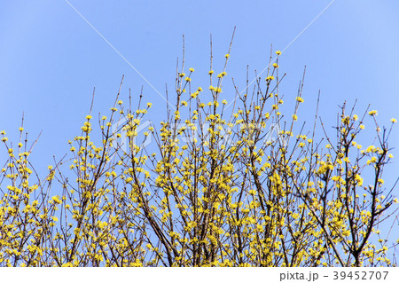 空 サンシュユ 花 39452707