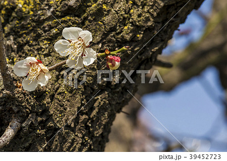 梅 木 春の花 39452723