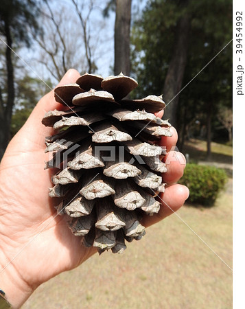 大王松の巨大な松ぼっくり 大王松の巨大な松ぼっくり 39454992
