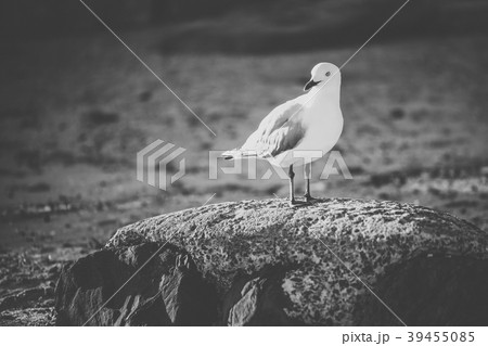 Seagull on the beach. 39455085