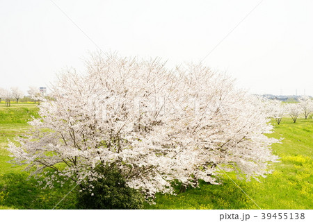 サクラと菜の花 サクラと菜の花 39455138