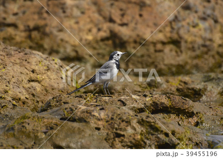 White Wagtail near Sangli, Maharashtra White Wagtail near Sangli, Maharashtra 39455196
