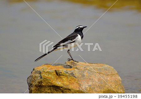 White Browed Wagtail near Sangli, Maharashtra White Browed Wagtail near Sangli, Maharashtra 39455198