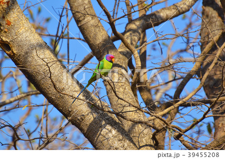 Plum-headed Parakeet , Psittacula cyanocephalaon 39455208