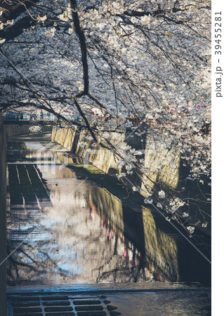 桜 39455281