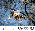 桜 39455458