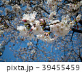 桜 39455459