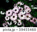 花 39455460