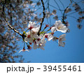 桜 39455461