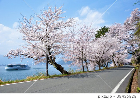 海津大崎　桜⑤ 39455828