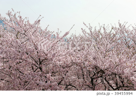 朝日山公園 39455994