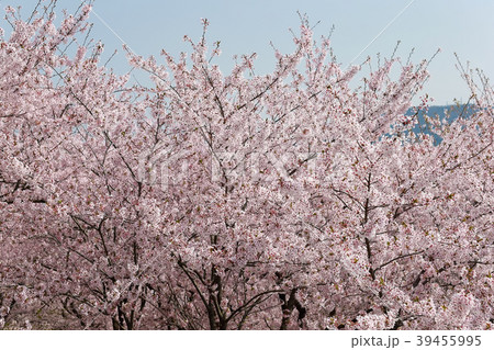 朝日山公園 39455995