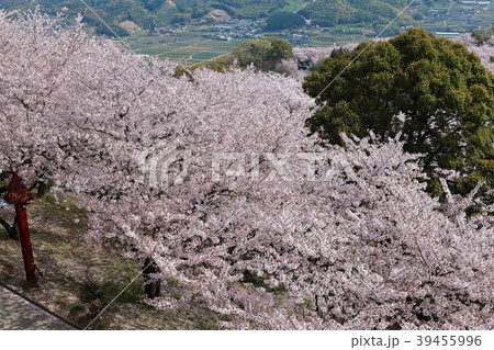 朝日山公園 39455996