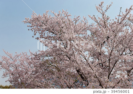 朝日山公園 39456001