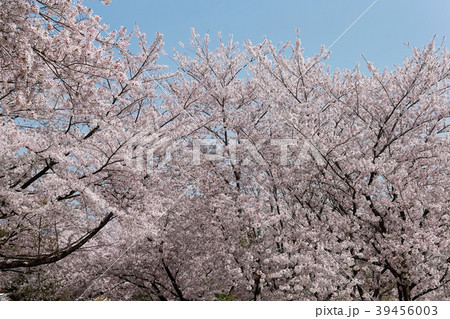 朝日山公園 39456003