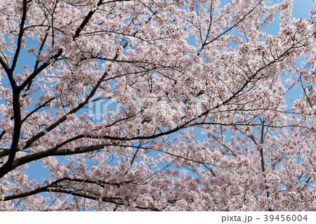 朝日山公園 39456004