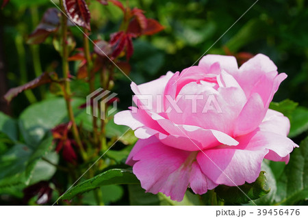 ハート型のピンクの花びらが可愛いバラ ハート型のピンクの花びらが可愛いバラ 39456476