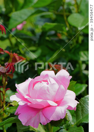 ハート型のピンクの花びらが可愛いバラ ハート型のピンクの花びらが可愛いバラ 39456477