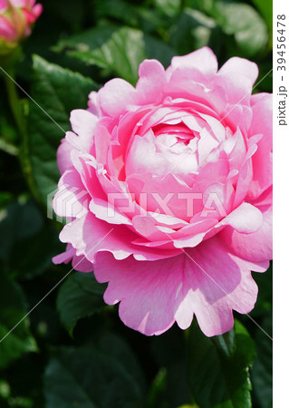 ハート型のピンクの花びらが可愛いバラの写真素材