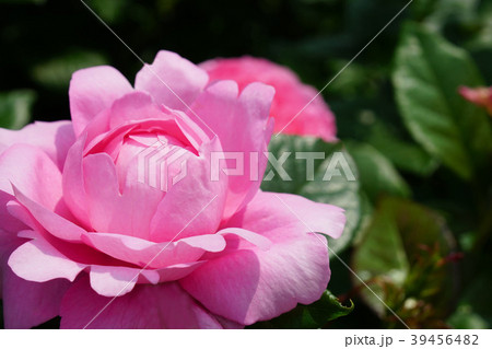 ハート型のピンクの花びらが可愛いバラの写真素材 ハート型のピンクの花びらが可愛いバラの写真素材