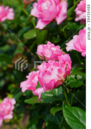 ハート型のピンクの花びらが可愛いバラの写真素材