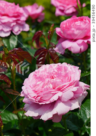 ハート型のピンクの花びらが可愛いバラ 39456490