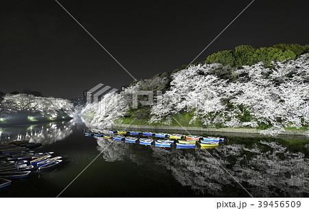 日本の東京都市景観 千鳥ヶ淵の桜・夜景(係留されたボート) 日本の東京都市景観 千鳥ヶ淵の桜・夜景(係留されたボート) 39456509