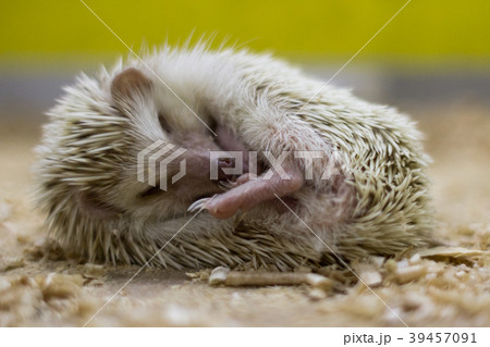 Sleeping little hedgehog Sleeping little hedgehog 39457091