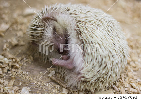 Curl up hedgehog in hibernation Curl up hedgehog in hibernation 39457093