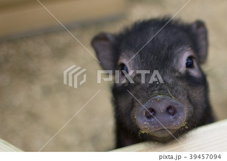 Muzzle of a black pig with a stigma in the foregro Muzzle of a black pig with a stigma in the foregro 39457094