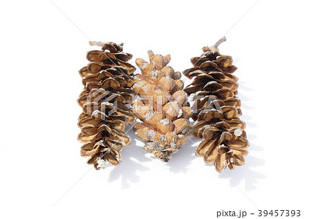樹木公園にて大きなストローブマツの松ぼっくりを拾ってきた-3 39457393
