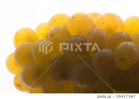 Fresh green grapes Isolated on white-Sauvignon 39457567