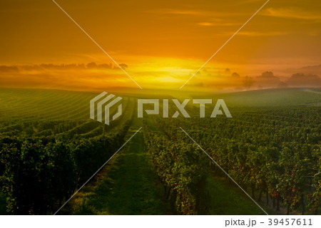 Vineyard Sunrise in Bordeaux Vineyard, Gironde Vineyard Sunrise in Bordeaux Vineyard, Gironde 39457611