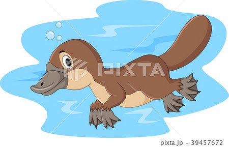 Cartoon happy platypus swimming  39457672