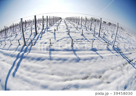 Vignoble Bordelais sous la neige Vignoble Bordelais sous la neige 39458030