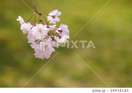 枝垂れ桜ひと枝５ 39458183