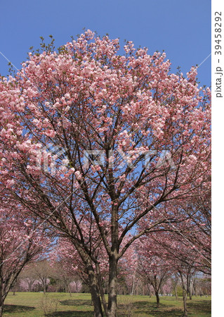 ベニユタカ（赤城南面千本桜） 39458292