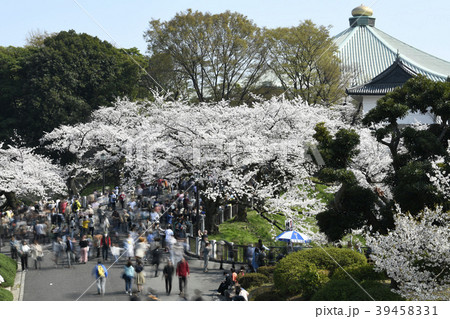 日本の東京都市景観 桜 日本武道館方向を望む の写真素材