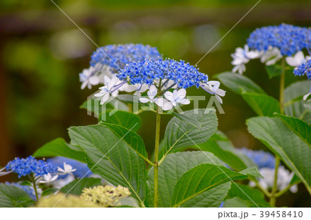 豊島園の紫陽花 39458410