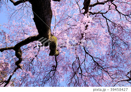 シダレザクラ シダレザクラ 39458427