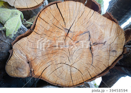 cut pine tree inside an thai forest. cut pine tree inside an thai forest. 39458594