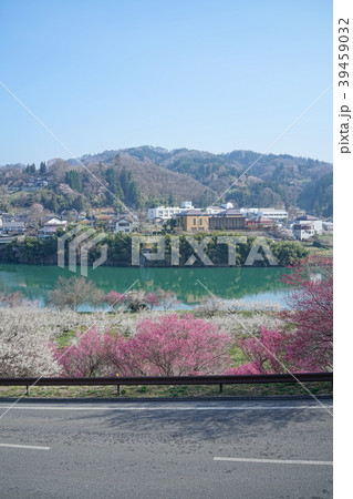 琅鶴湖 満開の梅園 琅鶴湖 満開の梅園 39459032
