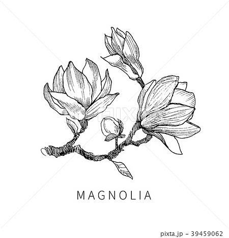 Ink, pencil, the leaves and flowers of Magnolia 39459062