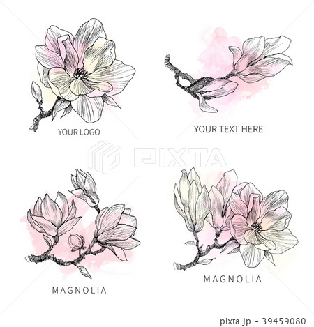 Ink, pencil, the leaves and flowers of Magnolia Ink, pencil, the leaves and flowers of Magnolia 39459080