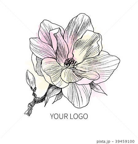Ink, pencil, the leaves and flowers of Magnolia 39459100