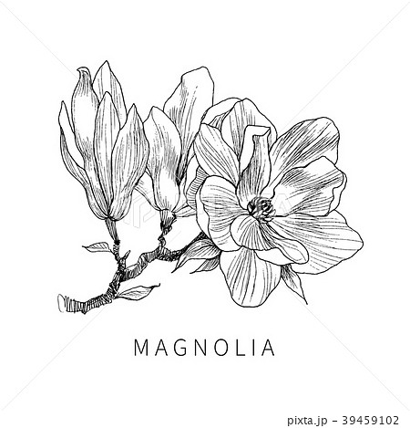 Ink, pencil, the leaves and flowers of Magnolia 39459102
