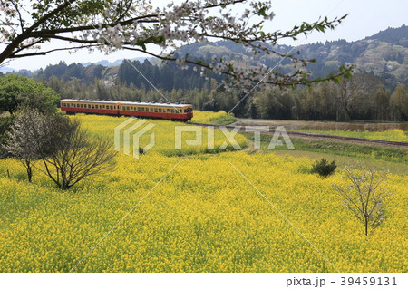 小湊鉄道石神の菜の花畑 39459131