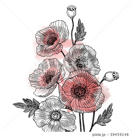 California poppy flowers drawn and sketch with 39459148